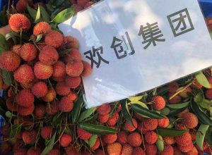 夏日好“枝”味，云博在线注册_云博（中国）集团发福“荔”啦